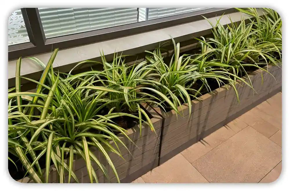 How to Care for a Spider Plant