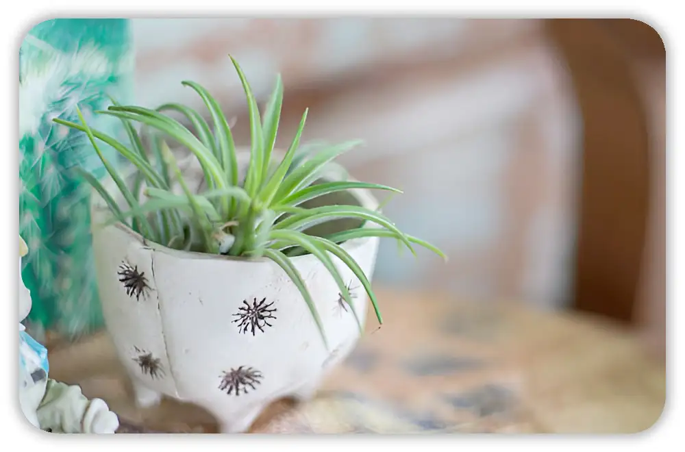 Spider Plant Brown Tips