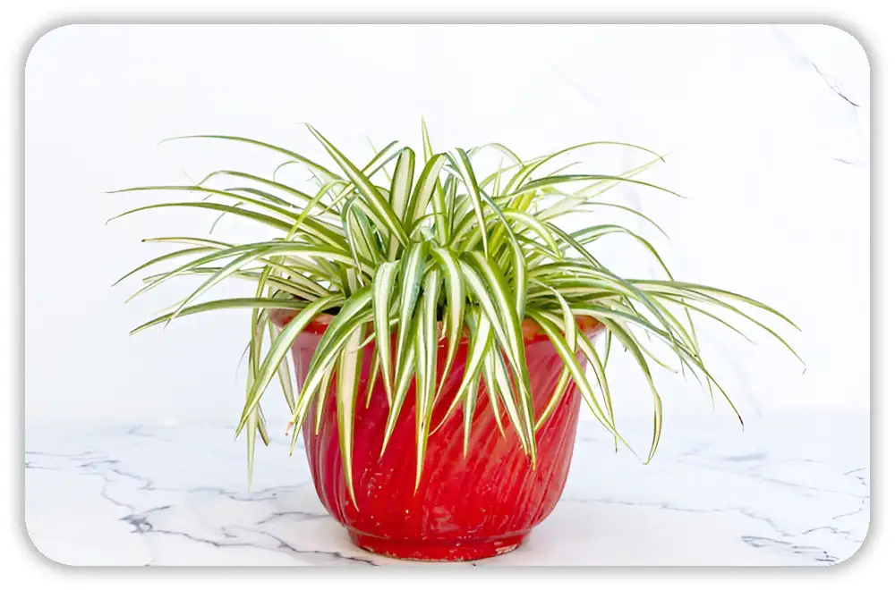 Spider Plant Propagation: How to Grow More