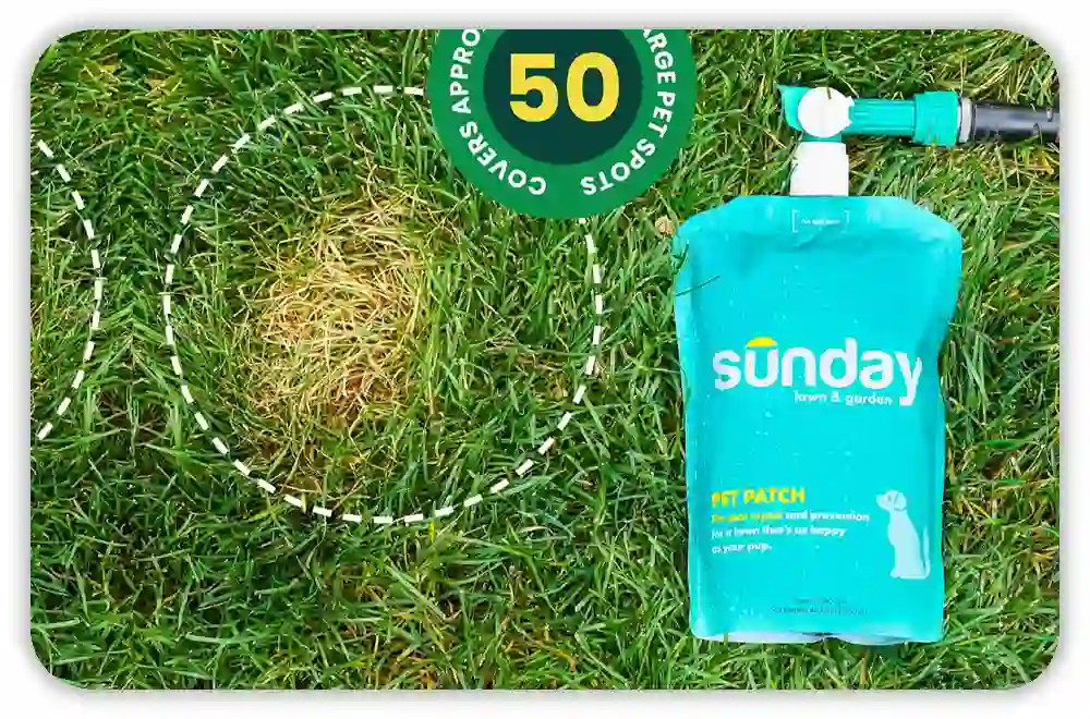 Who Should Try Sunday Lawn Care