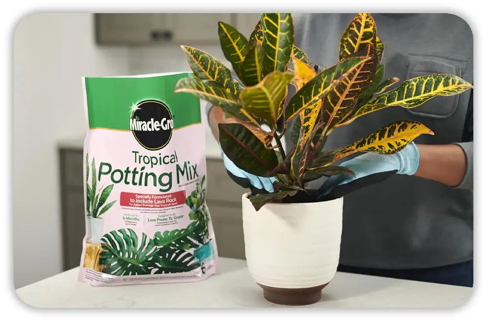 Can You Reuse Old Potting Soil