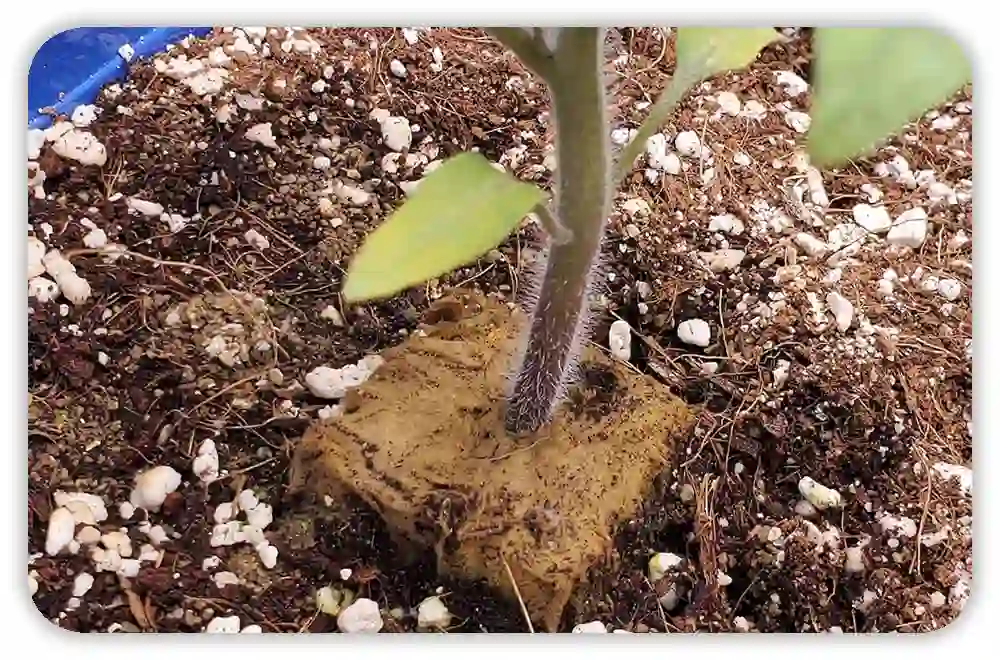 How Much Perlite to Add