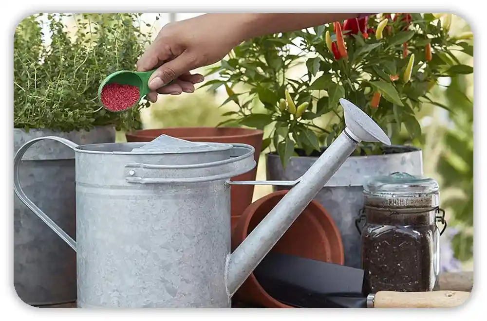 How Often to Fertilize a Vegetable Garden