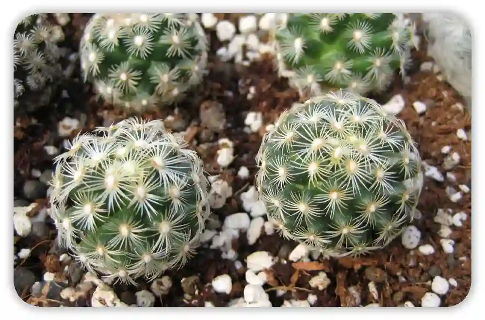 How to Mix Perlite into Soil