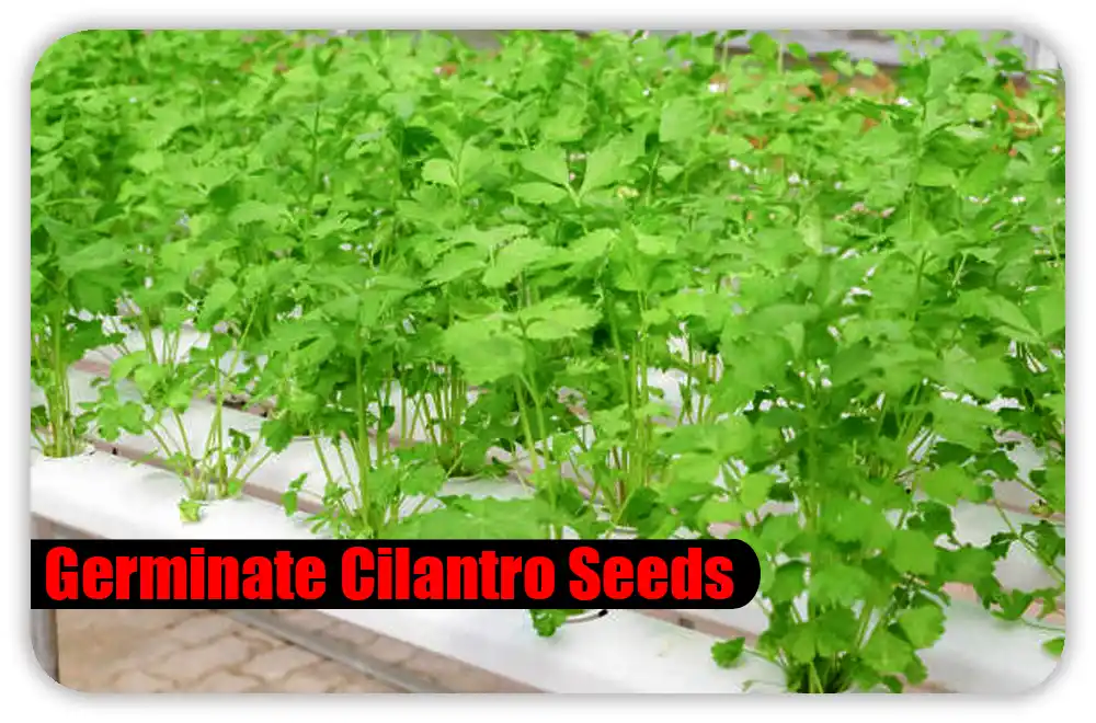 Pick the Right Cilantro Seeds