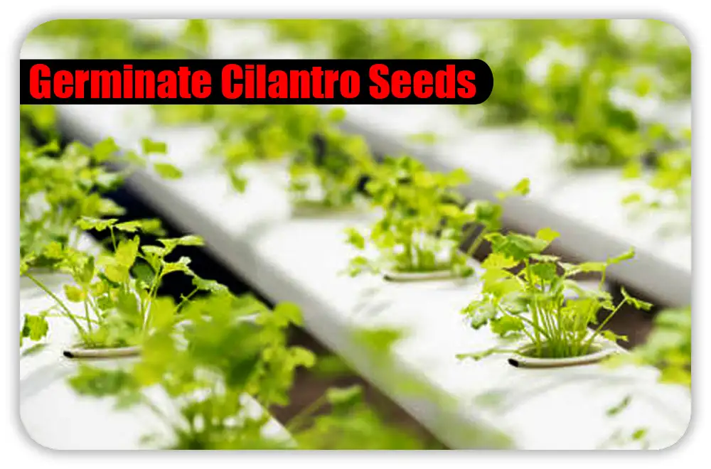 Pick the Right Medium for Hydroponic Sprouting