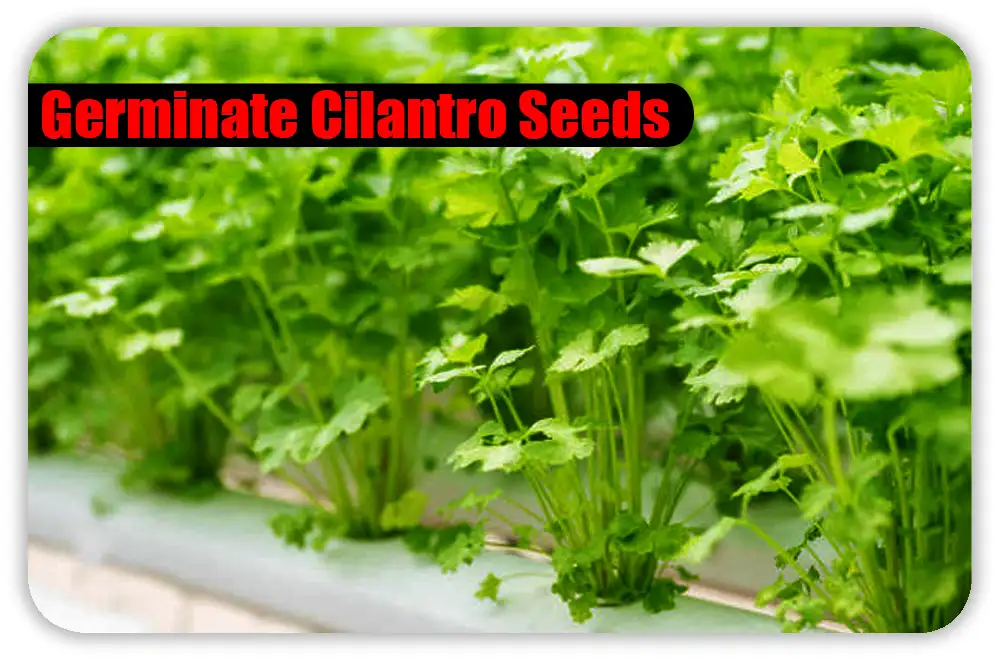Watch for Sprouts and Transplant with Care