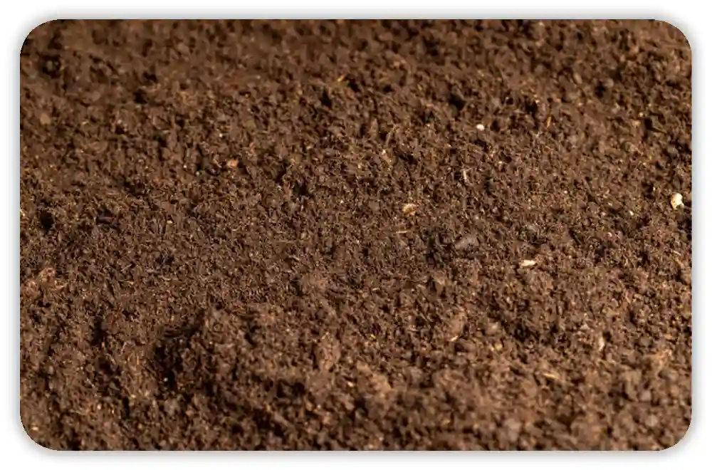 What to Do After Sterilizing Soil
