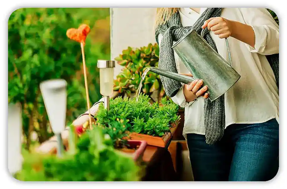 When and How to Feed Your Plants