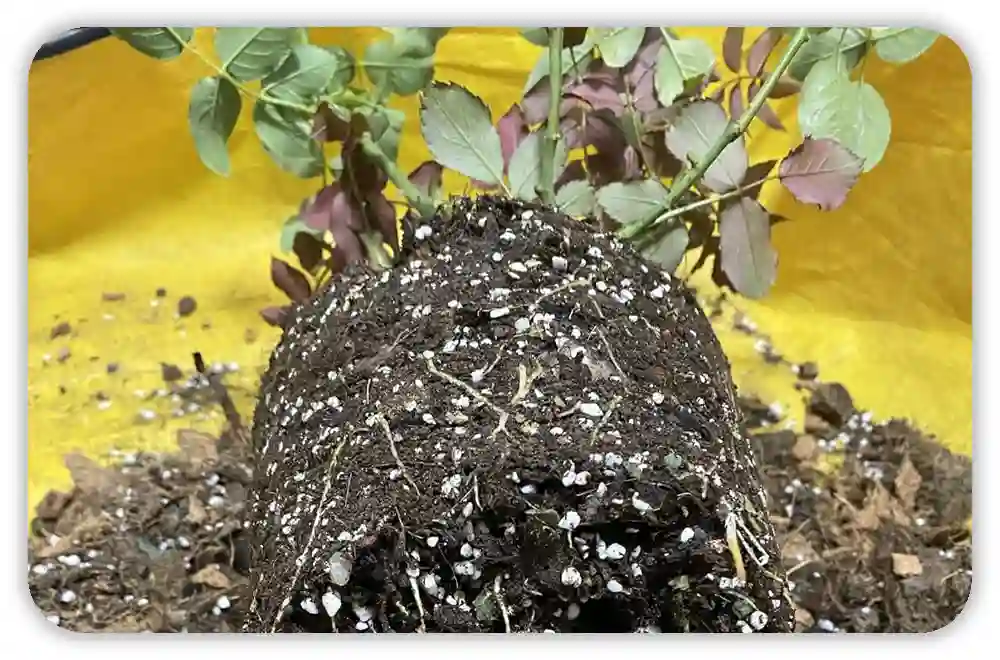 When to Adjust Perlite Levels