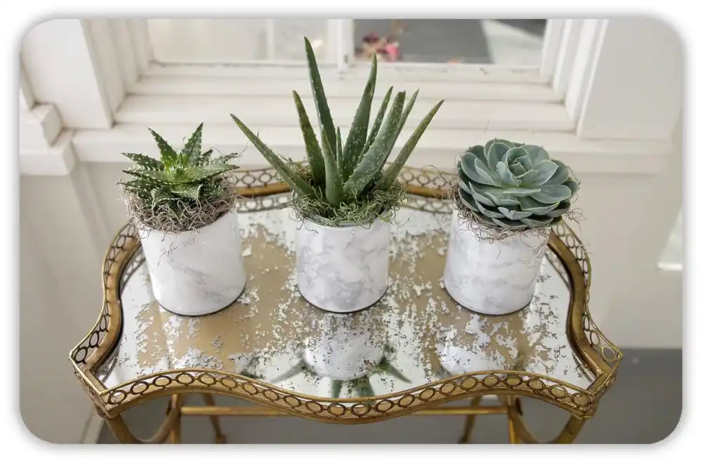 Why Potting Soil Doesn’t Last Forever