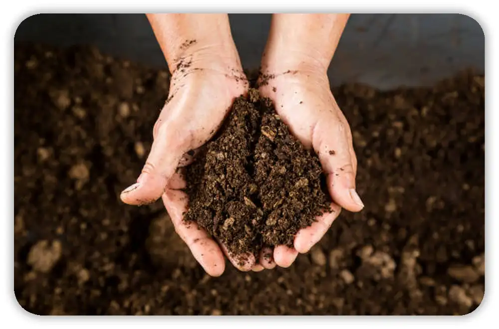 Why You Might Need to Sterilize Potting Soil