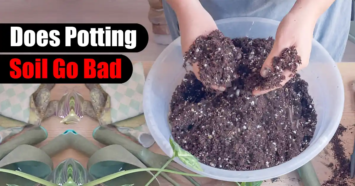 Does Potting Soil Go Bad