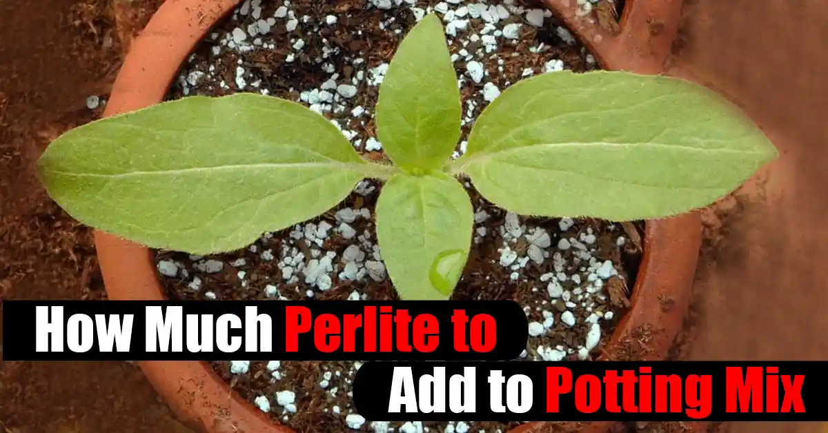 How Much Perlite to Add to Potting Mix