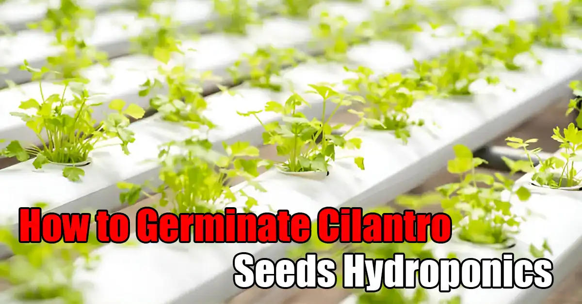 How to Germinate Cilantro Seeds Hydroponics