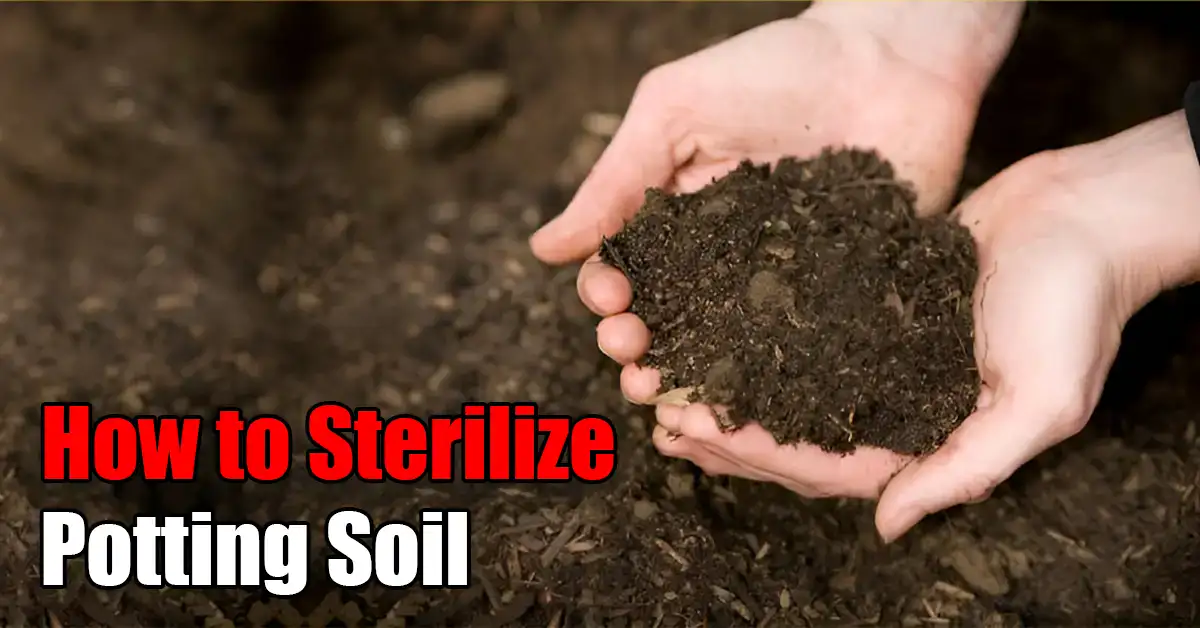 How to Sterilize Potting Soil