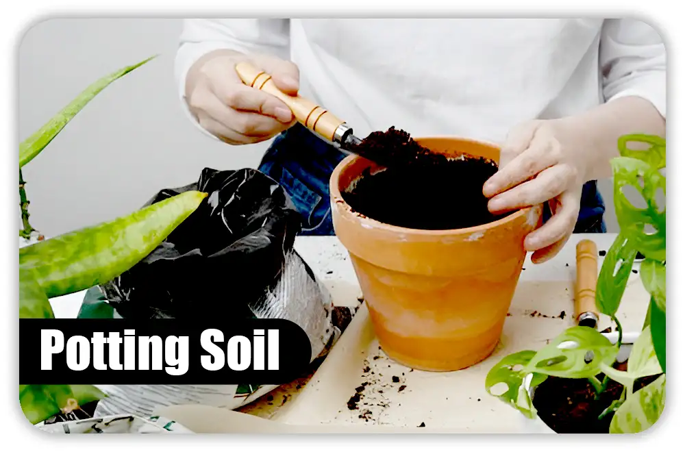 Is Old Potting Soil Still Usable