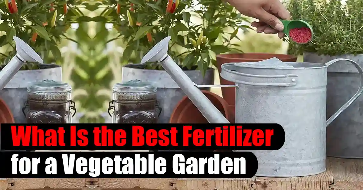 What Is the Best Fertilizer for a Vegetable Garden