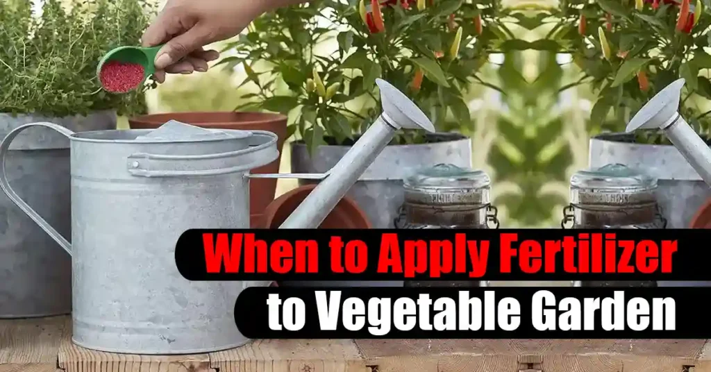 When to Apply Fertilizer to Vegetable Garden
