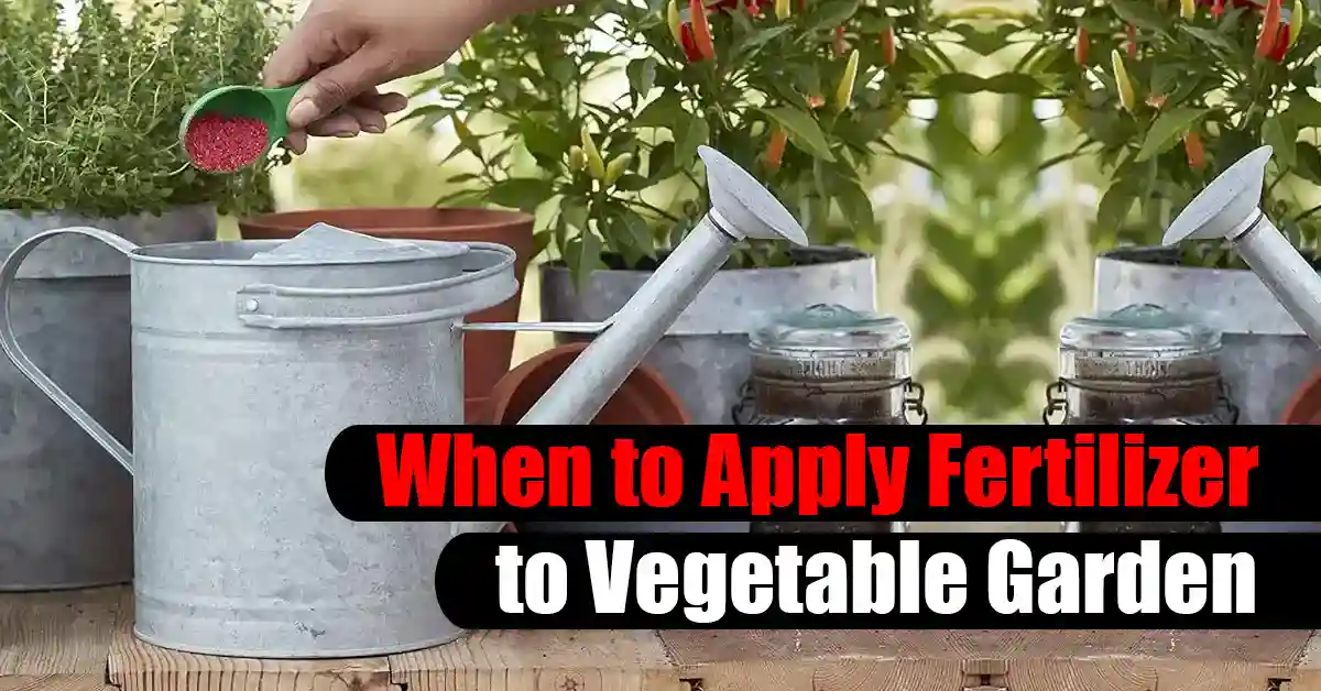 When to Apply Fertilizer to Vegetable Garden