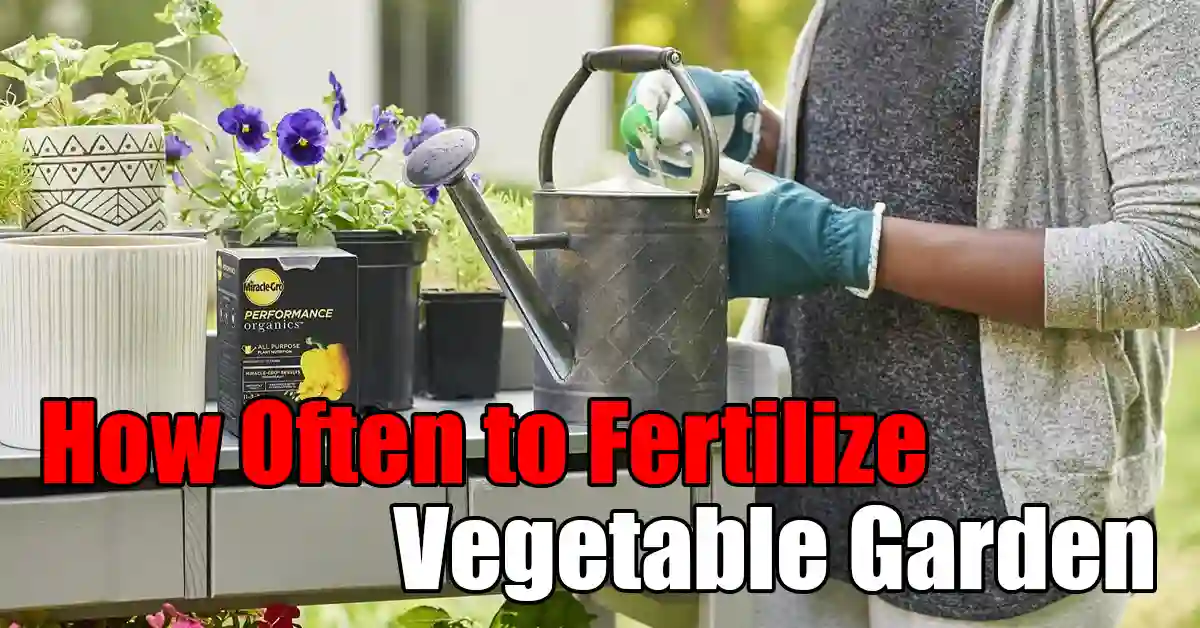 How Often to Fertilize Vegetable Garden